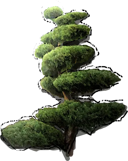 Plant - Juniperus virginiana Tripartita bonsai