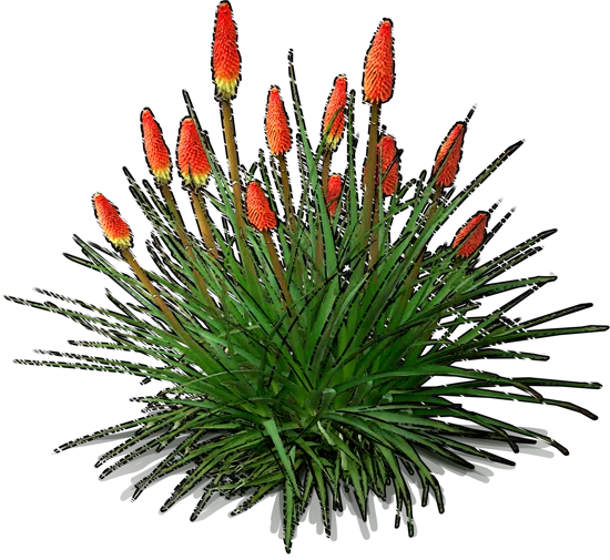 Plant - Red\u002Dhot poker