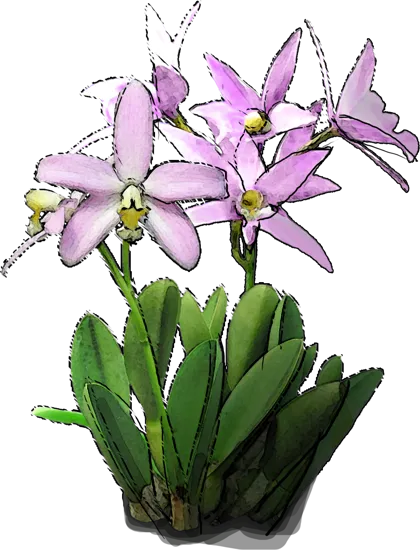 Plant - Cattleya lobata