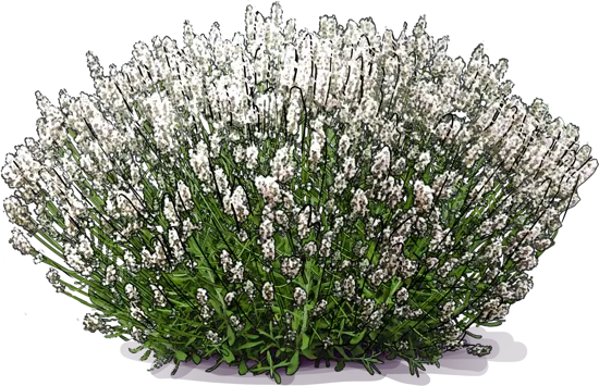 Plant - English Lavender \u0027Ellegance Ice\u0027