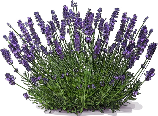 Plant - English Lavender \u0027Hidcote Blue\u0027