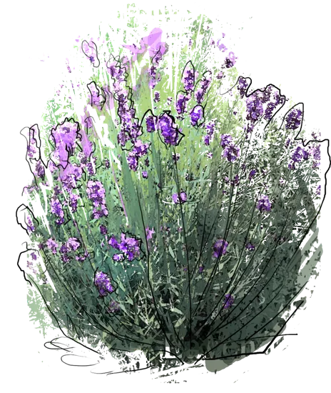 Plant - Common Lavender