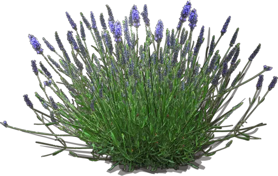 Plant - Lavender