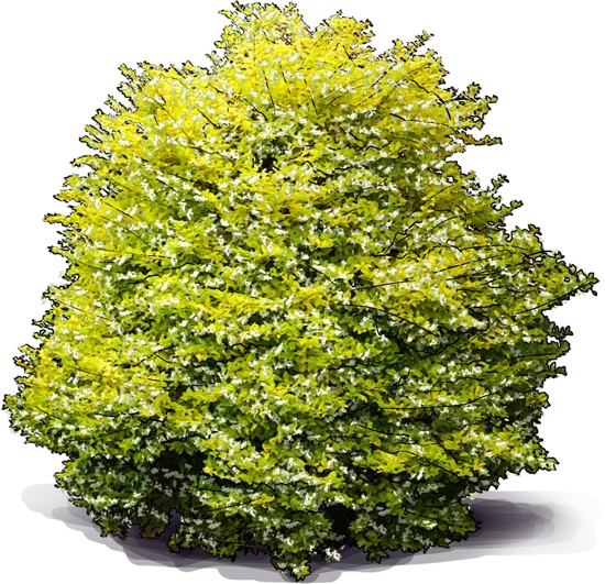 Plant - Chinese Privet \u0027Sunshine\u0027