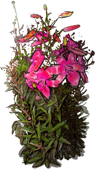 Plant - Oriental Lily \u0027Acapulco\u0027