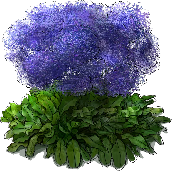 Plant - Sea lavender