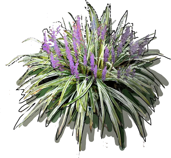 Plant - Liriope muscari Variegata