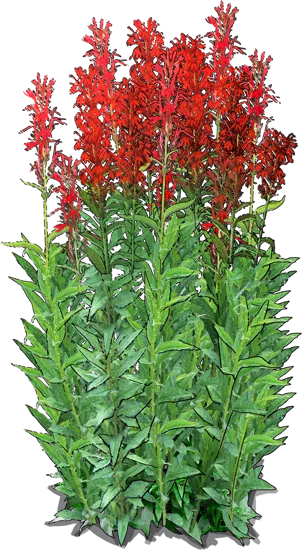 Plant - Cardinal Flower