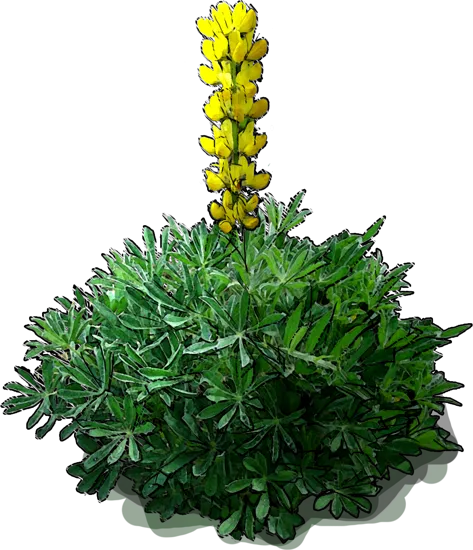 Plant - Lupinus luteus