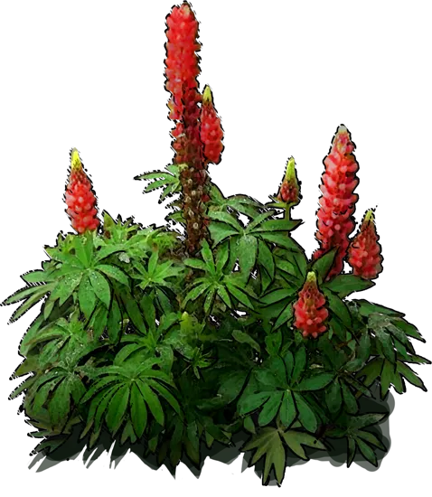 Plant - Lupinus Russell