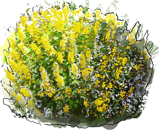 Plant - Loosestrife