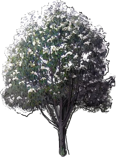 Plant - Southern Magnolia