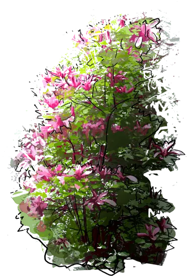 Plant - Nigra Lily\u002DFlowered Magnolia