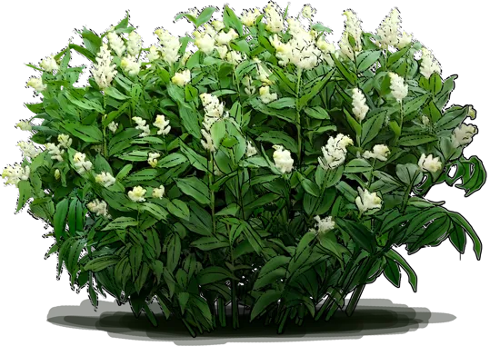 Plant - False Spikenard