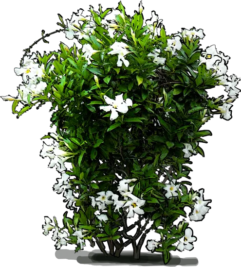 Plant - White dipladenia