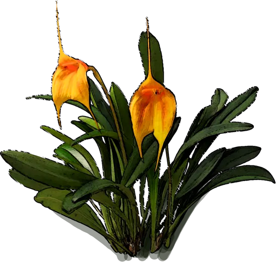 Plant - Masdevallia Kimballiana