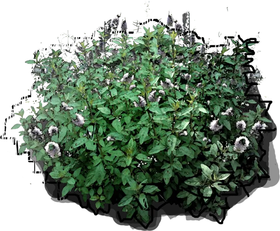 Plant - Mentha spicata