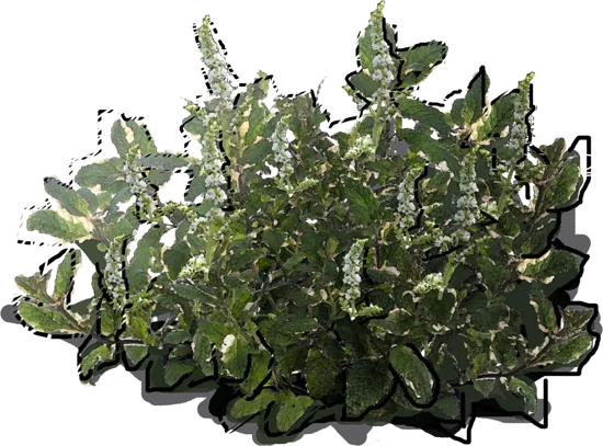 Plant - Mentha suaveolens Variegata
