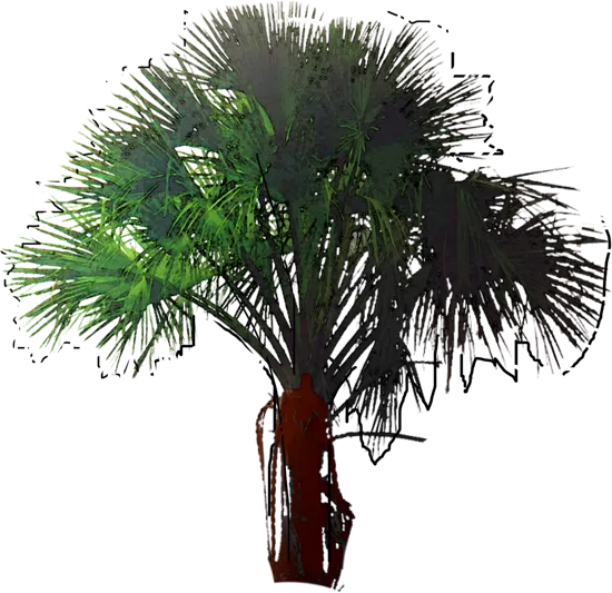 Plant - Common Sago Palm