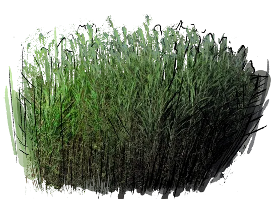 Plant - Amur Silvergrass