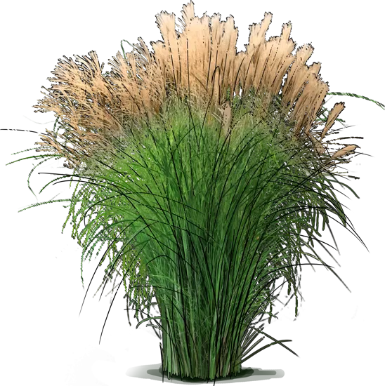 Plant - Maiden Grass \u0027Gracillimus\u0027