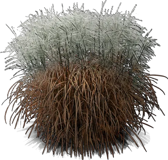 Plant - Red Silver Grass
