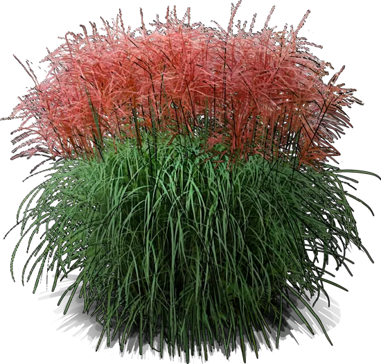 Plant - Red Silver Grass