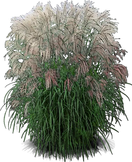 Plant - Chinese Silver Grass \u0027Silberfeder\u0027