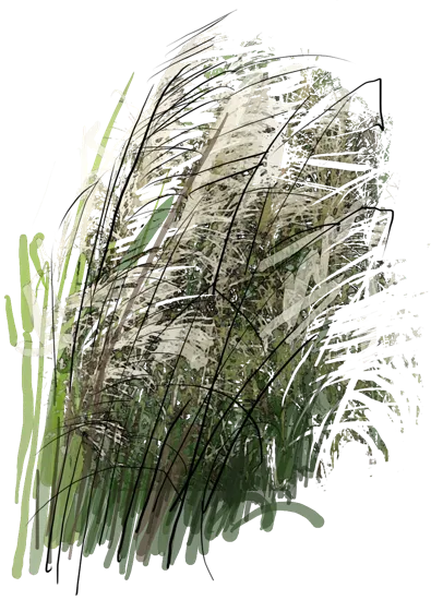 Plant - Zebra Grass
