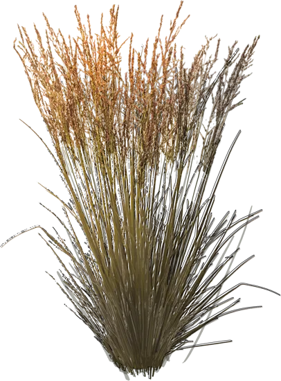 Plant - Purple moor grass \u0027Edith Dudszus\u0027