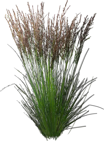 Plant - Purple moor grass \u0027Edith Dudszus\u0027