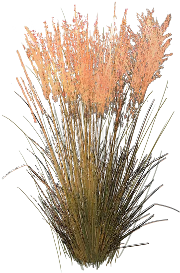 Plant - Purple moor grass \u0027Heidebraut\u0027