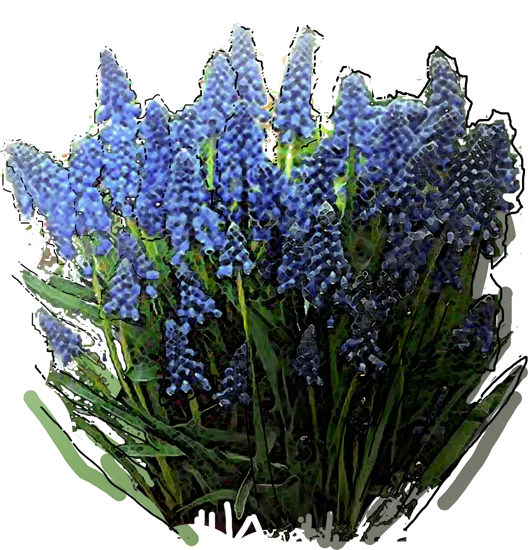 Plant - Grape Hyacinth