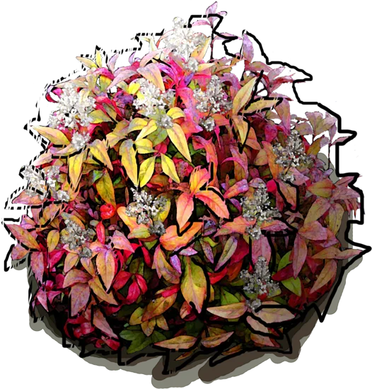 Plant - Nandina domestic