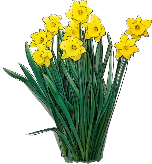 Plant - Trumpet Daffodil