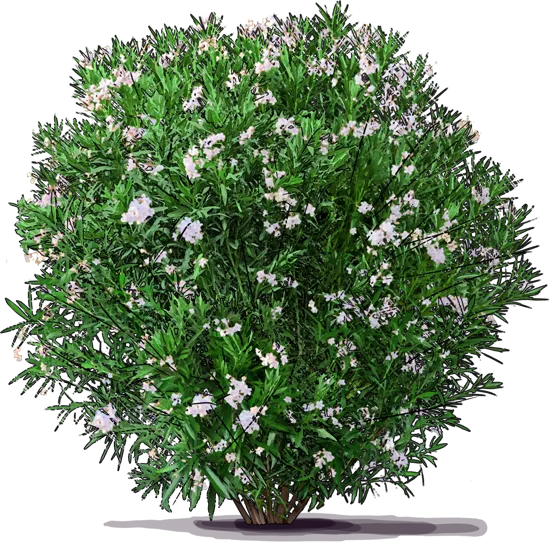 Plant - Sweet\u002DScented Oleander \u0027Alsace\u0027