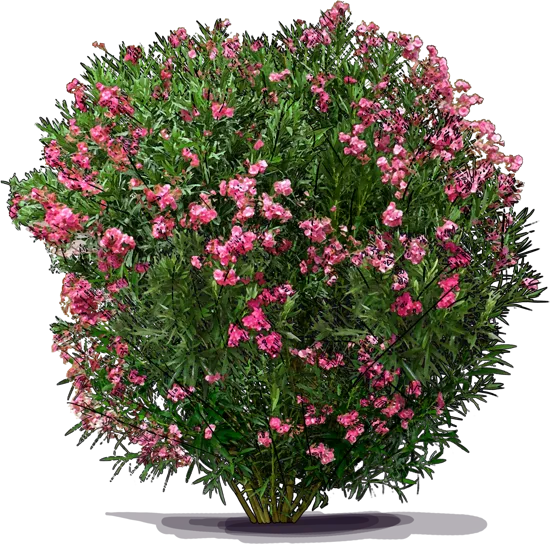 Plant - Oleander \u0027Hardy Pink\u0027