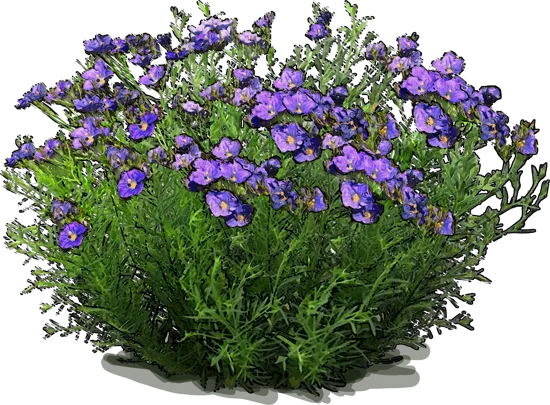 Plant - Purple Robe Cup Flower