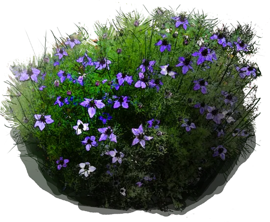Plant - Fennel Flower