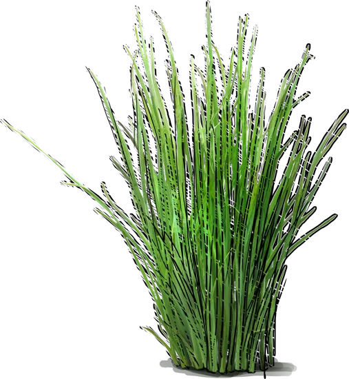 Plant - Grass Widow