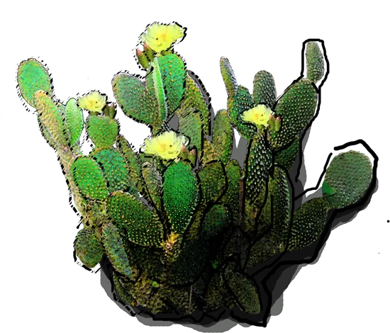 Plant - Opuntia microdasys