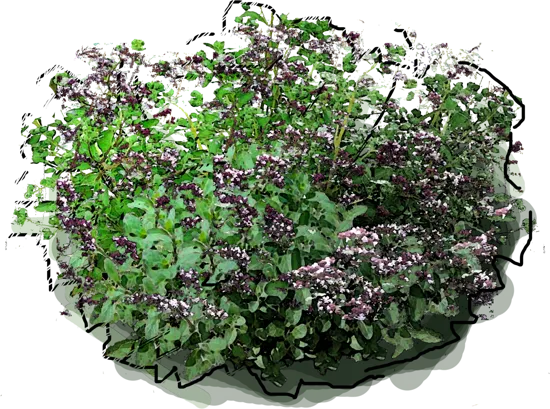 Plant - Origanum majorana