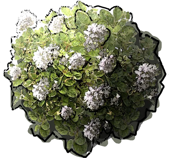 Plant - Origanum vulgare Aureum Variegata