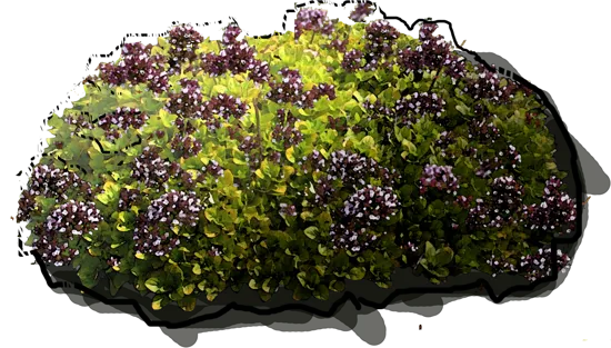 Plant - Origanum vulgare Aureum