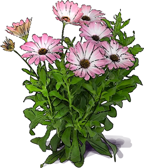 Plant - African Daisy \u0027Serenity Pink Magic\u0027