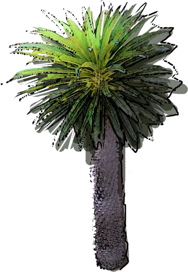Plant - Pachypodium lamerei