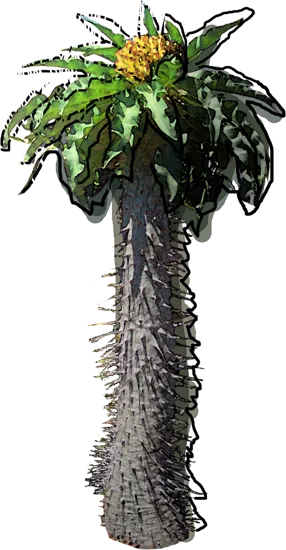 Plant - Pachypodium namaquanum