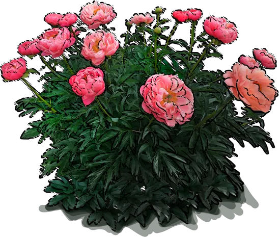 Plant - Chinese Peony