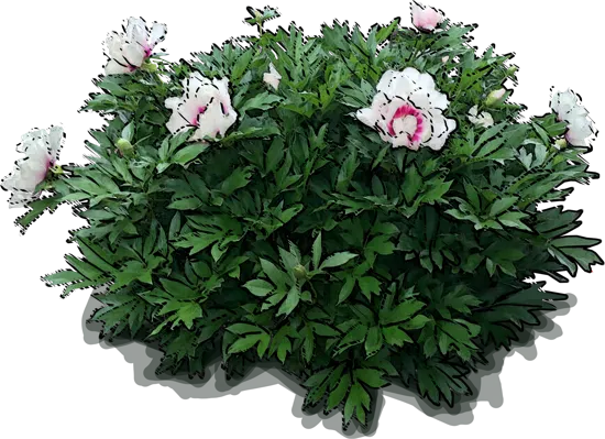 Plant - Cora Louise Itoh Peony