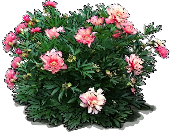 Plant - Julia Rose Itoh Peony